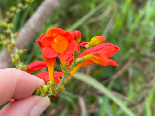 Crocosmia pottsii, photograph 2