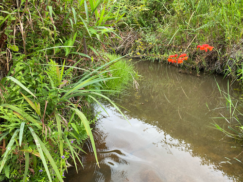 Crocosmia pottsii, photograph 3