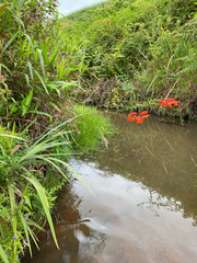 Crocosmia pottsii, photograph (c) Sunčana Bradley, some rights reserved (CC BY)