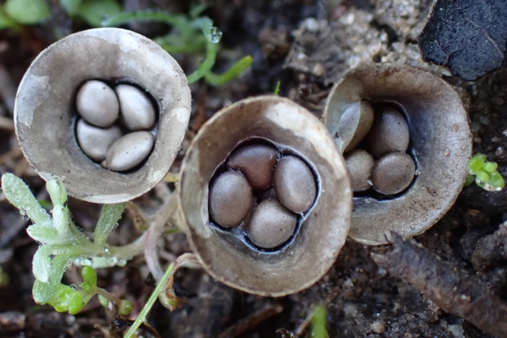 Cyathus olla · January 2026 · photo: © jrcowles (iNaturalist, cc0)