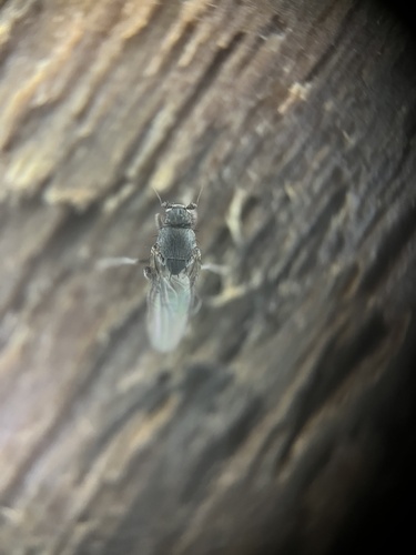 Unknown species found near Lincoln Park, Seattle, WA, US