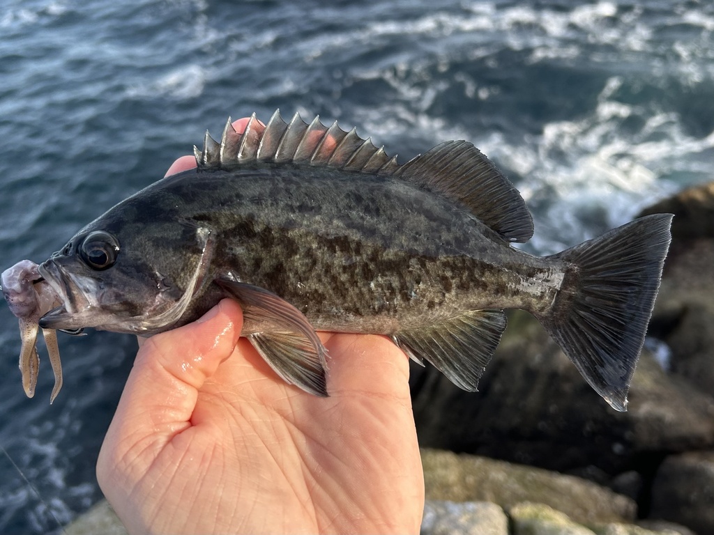 Blue rockfish (Sebastes mystinus) — Sebastidae