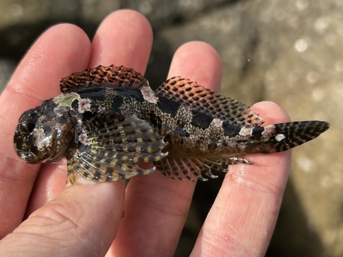 Bald sculpin (Clinocottus recalvus) — Cottidae — 3