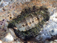 Acanthopleura gemmata