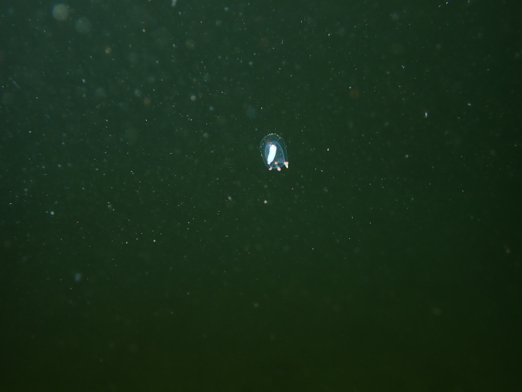 Euphysa tentaculata
