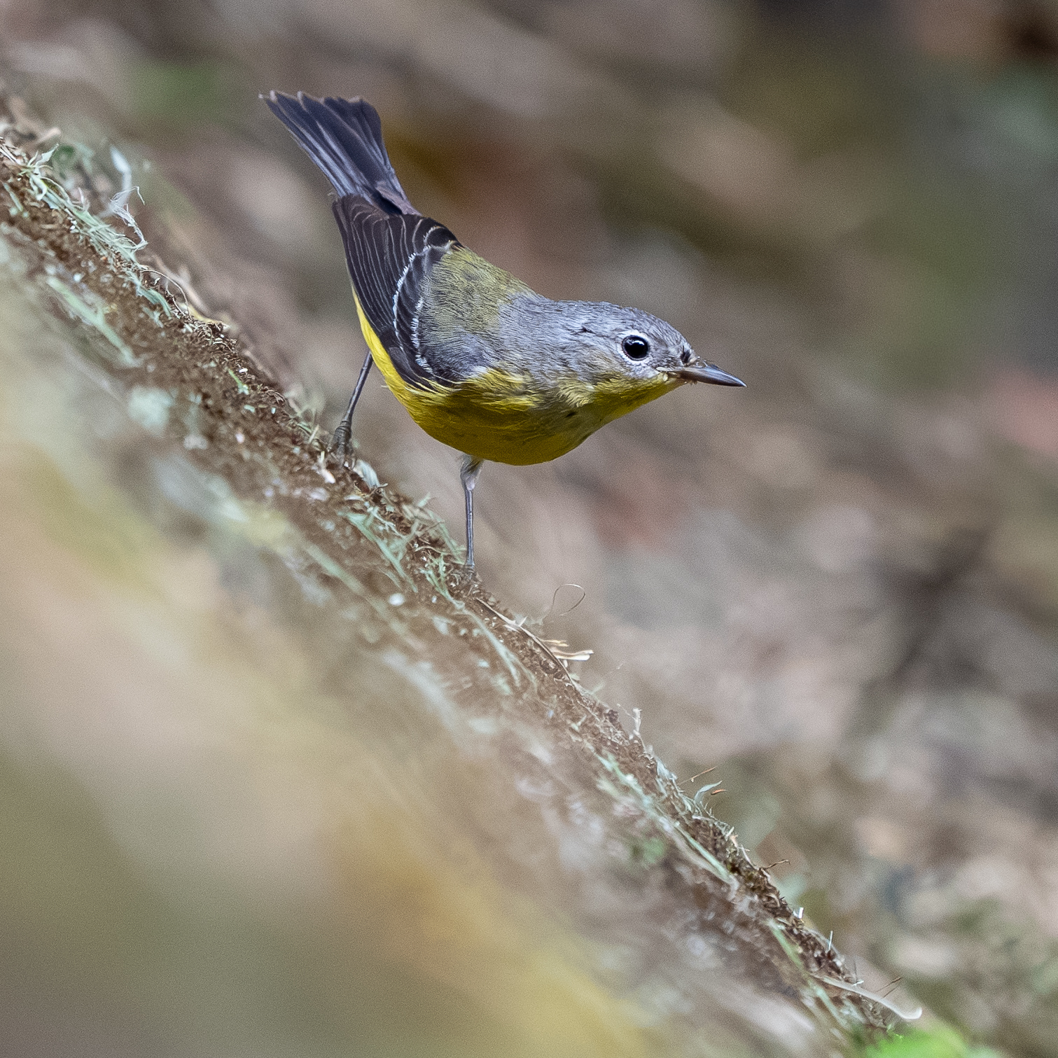 Magnolia Warbler (Setophaga magnolia), photo 4