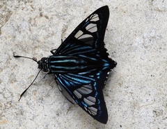 Phocides belus