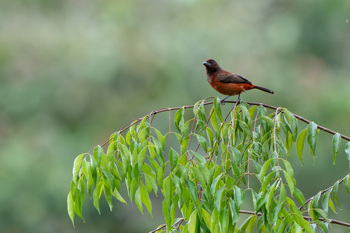 Crimson-backed Tanager (Ramphocelus dimidiatus), photo 2