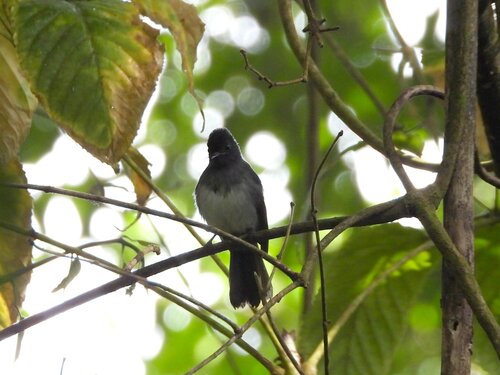 iNaturalist image
