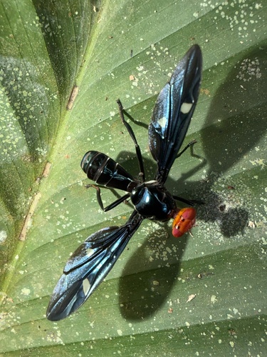 Clitodoca fenestralis