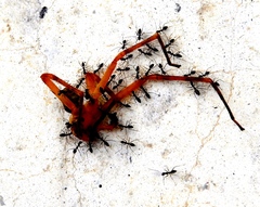 Curicaberis culiacan