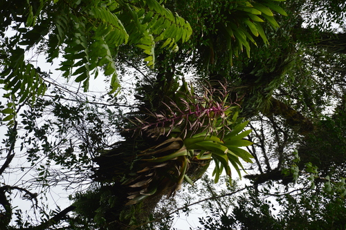 Tillandsia australis, photograph 6