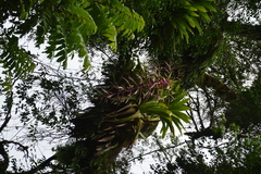 Tillandsia australis, photograph (c) Luis Martin Stivanello, some rights reserved (CC BY)