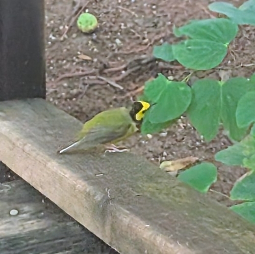 Hooded Warbler (Setophaga citrina), photo 5