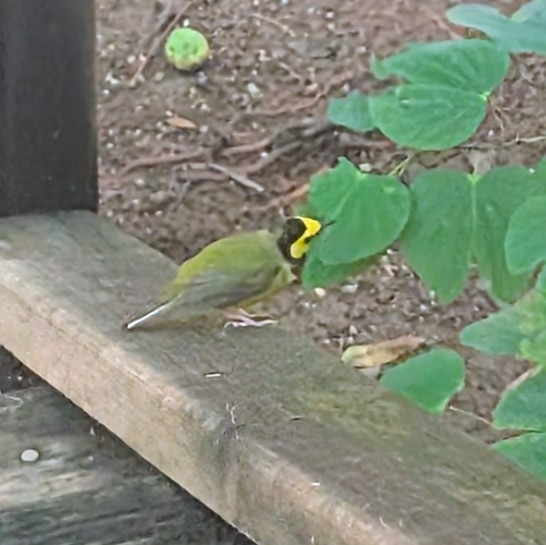 Hooded Warbler (Setophaga citrina), photo 5