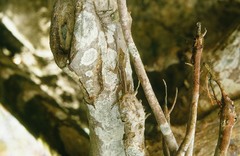 Anolis luciae