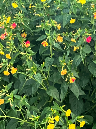 Mirabilis jalapa