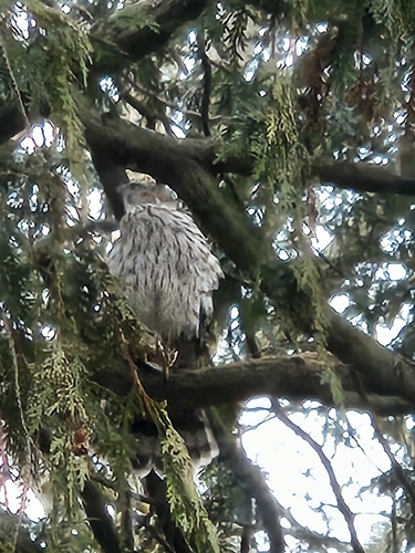 Cooper's Hawk