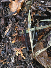 Plethodon electromorphus