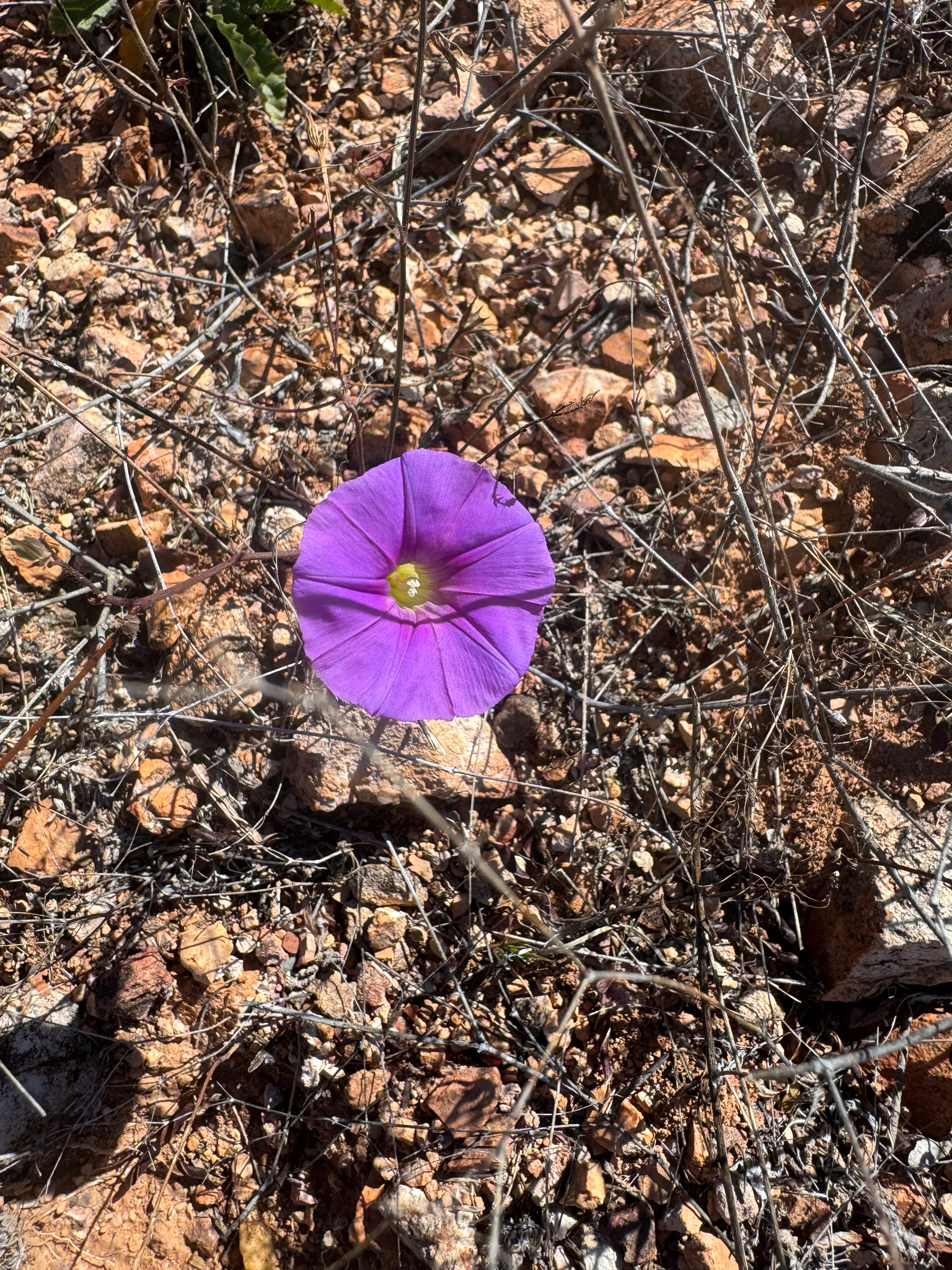 Imagem de corda-de-viola