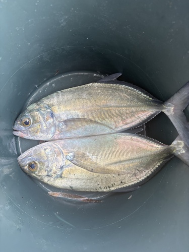 Caranx crysos