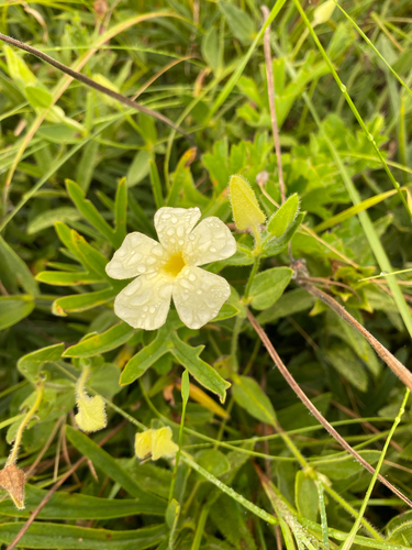 Thunbergia atriplicifolia, photograph 5