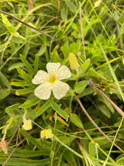 Thunbergia atriplicifolia, photograph (c) Sunčana Bradley, some rights reserved (CC BY)