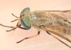 Tabanus texanus