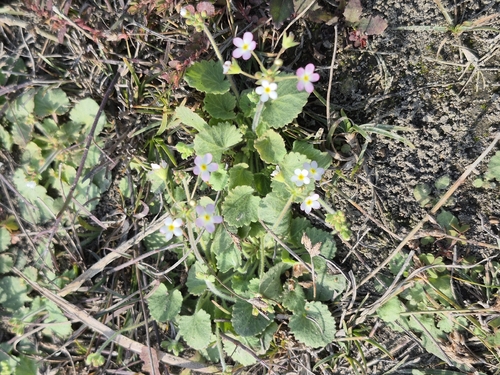 Androsace umbellata iNat (2)