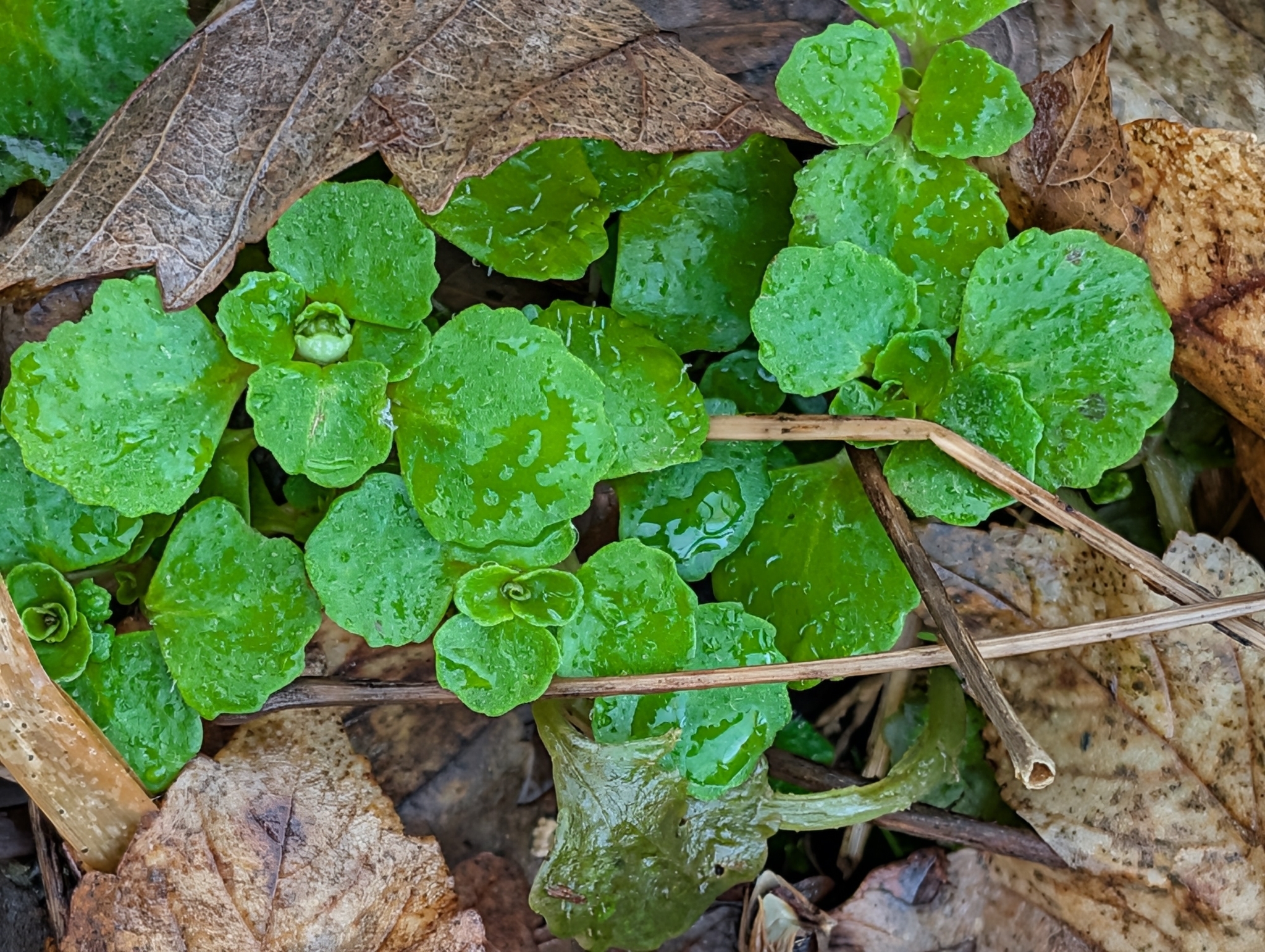 Imagem de Chrysosplenium oppositifolium