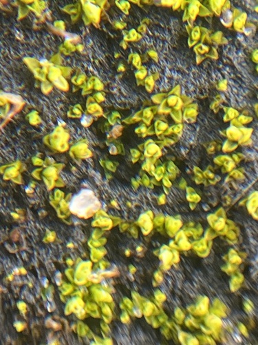 Tortula obtusifolia observed 2026-01-10