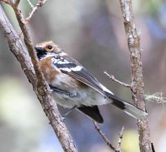 Chasiempis sandwichensis bryani