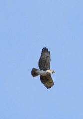 Buteo solitarius