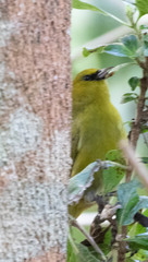 Chlorodrepanis virens virens