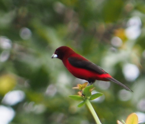 Crimson-backed Tanager (Ramphocelus dimidiatus)