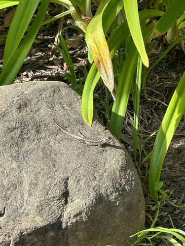 Western Fence Lizard