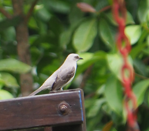 Tropical Mockingbird (Mimus gilvus), photo 2