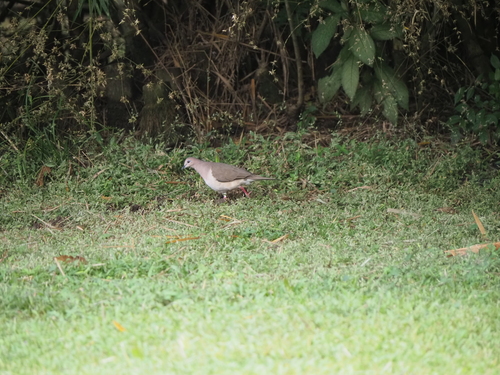 White-tipped Dove (Leptotila verreauxi), photo 6