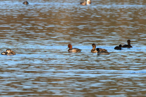 Redhead (Aythya americana), photo 4