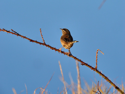 Marsh Wren (Cistothorus palustris), photo 1