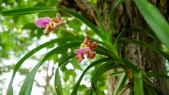 Vanda insignis