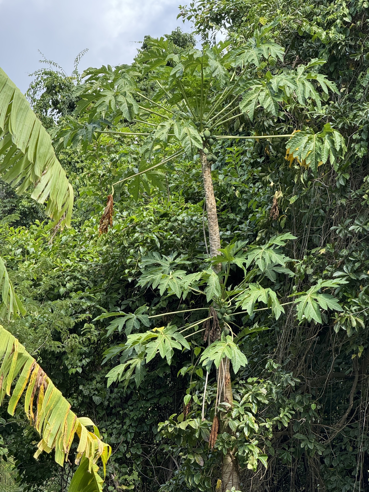 Foto de Carica papaya L.