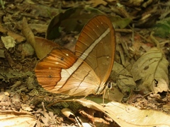 Pierella nereis