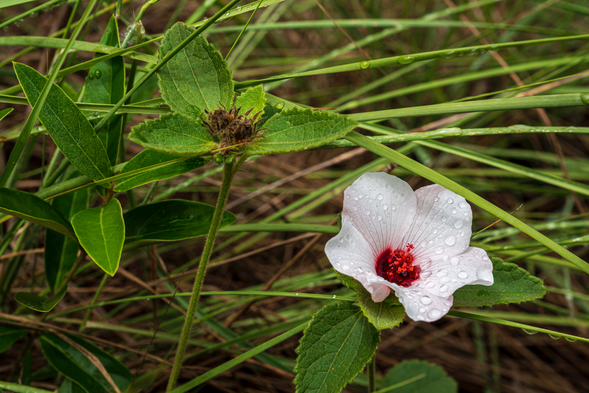 Peltaea polymorpha