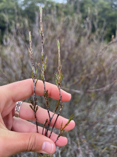 Dracophyllum palustre observed 2026-01-04