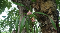 Vanda insignis