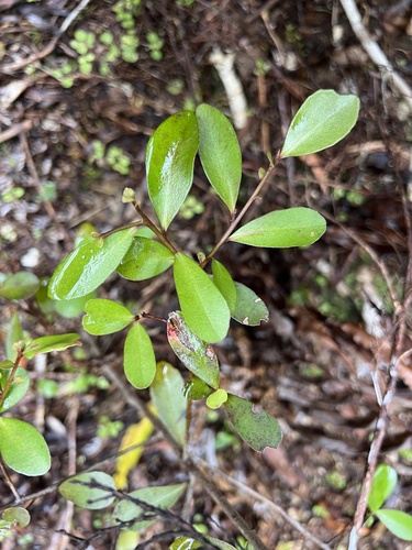 Weeping Mapou (Myrsine divaricata)