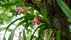 Vanda insignis