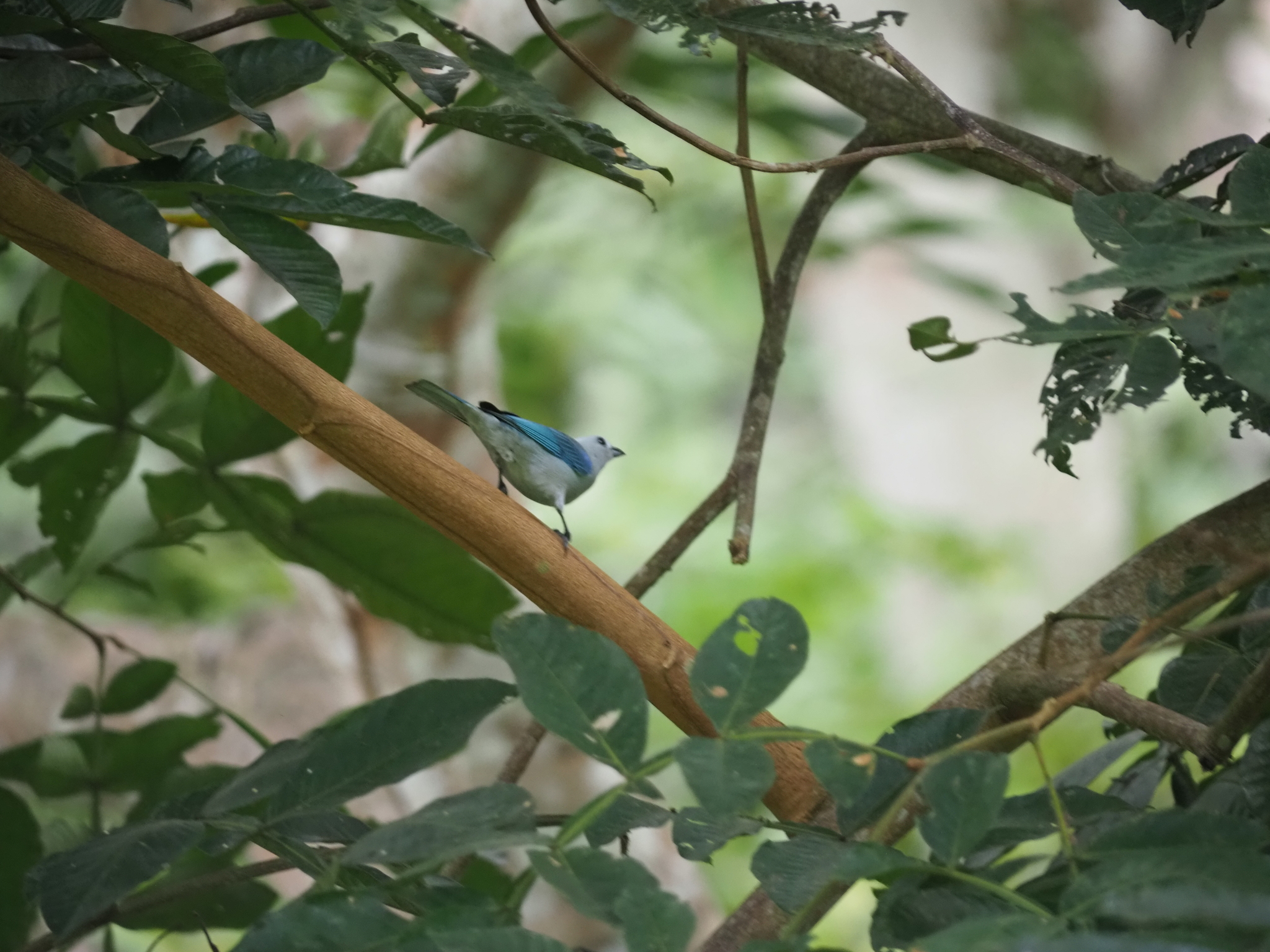 Blue-grey Tanager (Thraupis episcopus), photo 7