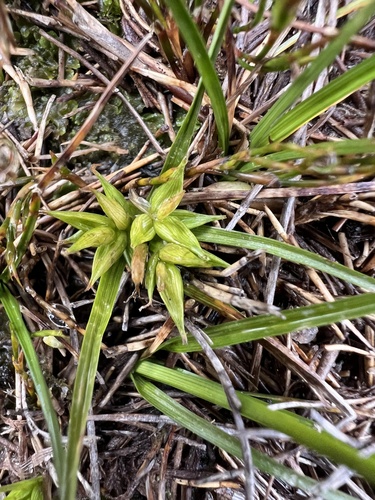 Carse's Sedge (Carex carsei)